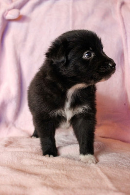 CHIOT 5