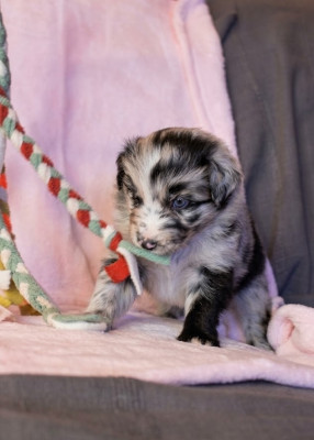 CHIOT 6