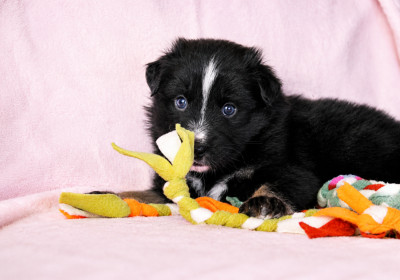 CHIOT 7