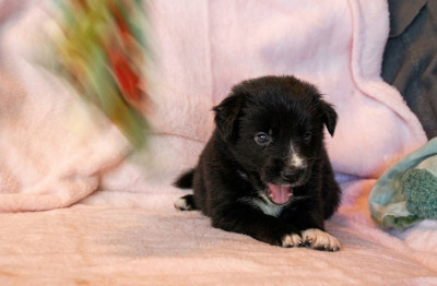 CHIOT 8