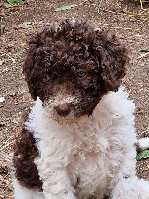 CHIOT
