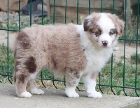 Honeysuckle climb to the clouds