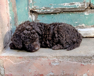 CHIOT