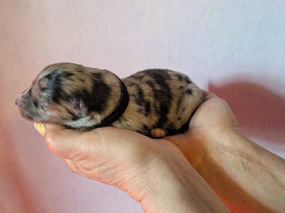 CHIOT