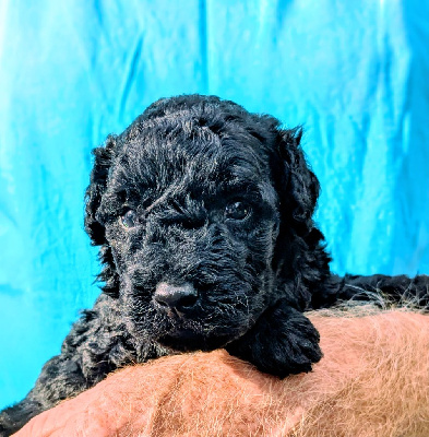 CHIOT
