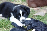 Honey Bee flying arrow of the Marjohrita