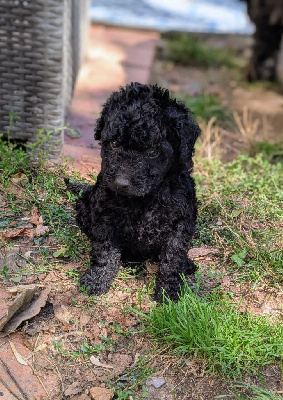 CHIOT