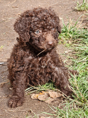 CHIOT