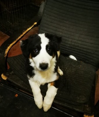 CHIOT