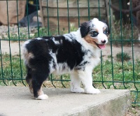 Hiwan makes a honey dream of the Marjohrita 