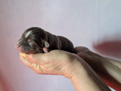 CHIOT