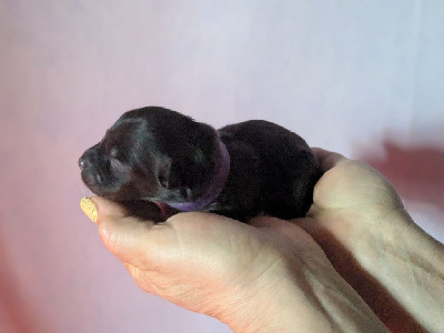 CHIOT