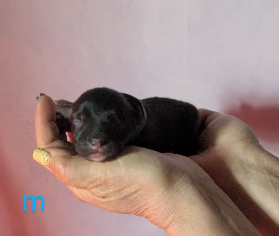 CHIOT
