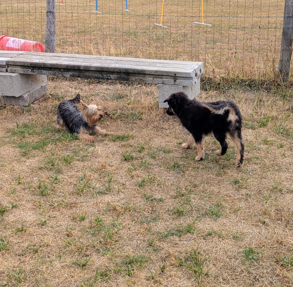 of the marjohrita - Chiots disponibles - Berger Australien