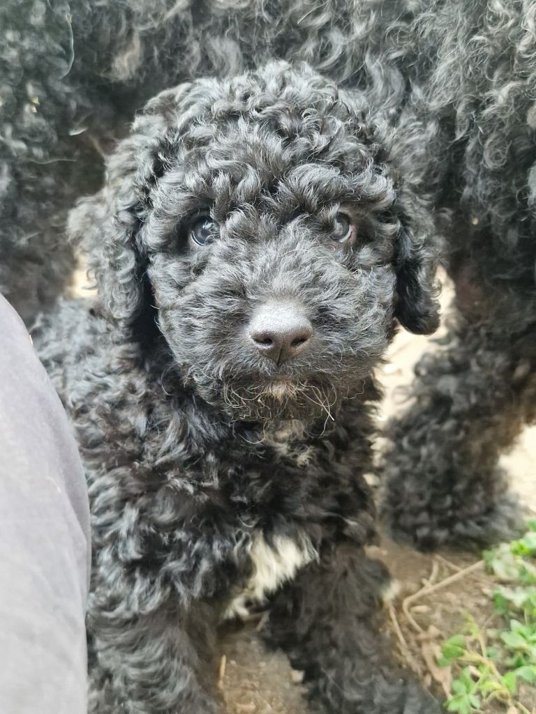 of the marjohrita - Chiots disponibles - Chien d'eau espagnol