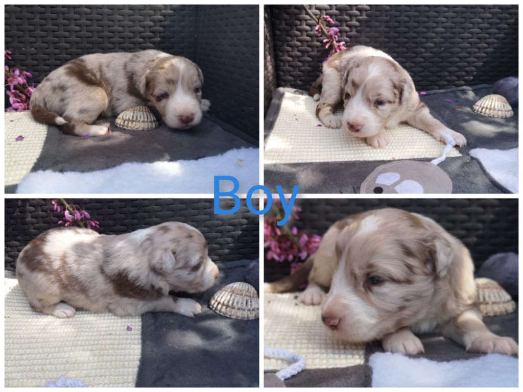 of the marjohrita - Berger Australien - Portée née le 08/04/2021