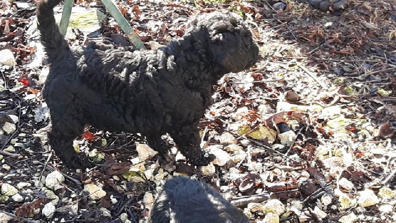 of the marjohrita - Chien d'eau espagnol - Portée née le 31/01/2016