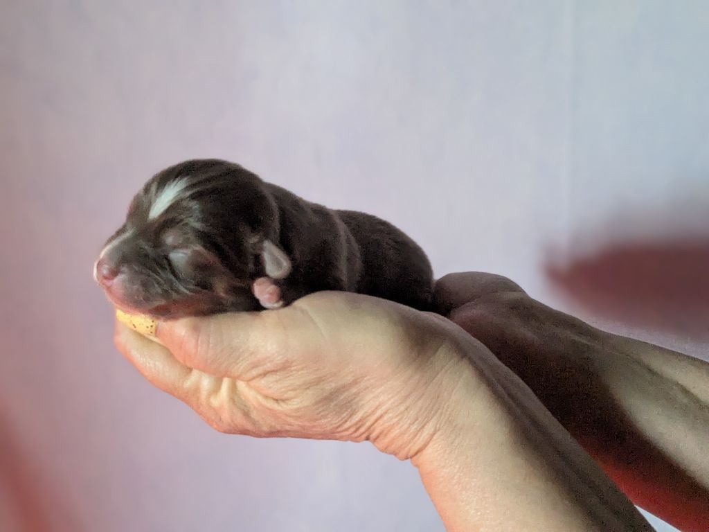 of the marjohrita - Chiots disponibles - Berger Australien