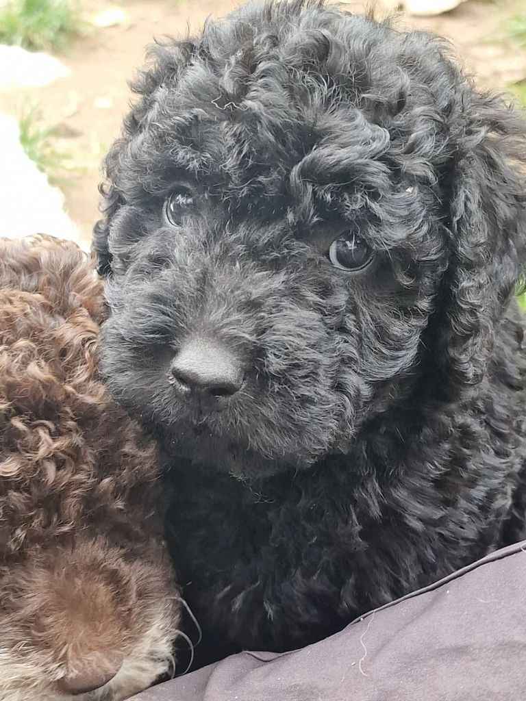 of the marjohrita - Chiots disponibles - Chien d'eau espagnol
