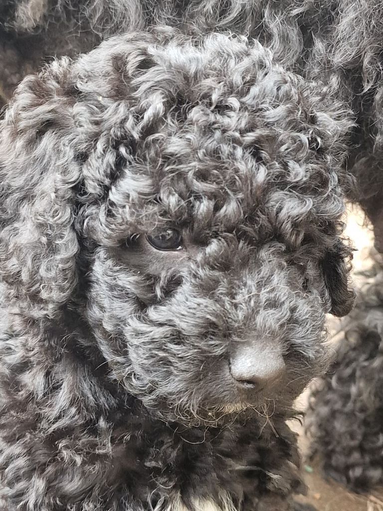 of the marjohrita - Chiots disponibles - Chien d'eau espagnol