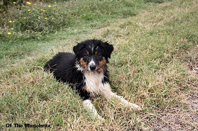 of the marjohrita - Berger Australien - Portée née le 19/06/2013