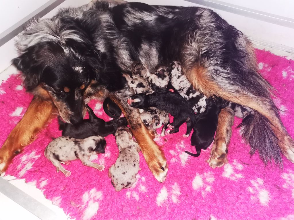 of the marjohrita - Berger Australien - Portée née le 22/09/2020