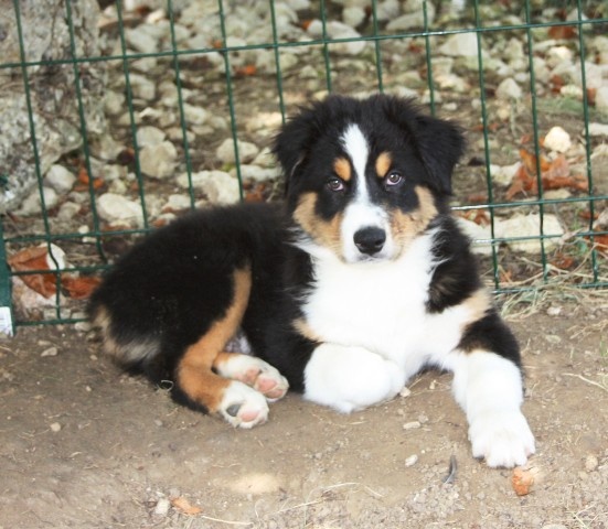 of the marjohrita - Berger Australien - Portée née le 14/05/2012