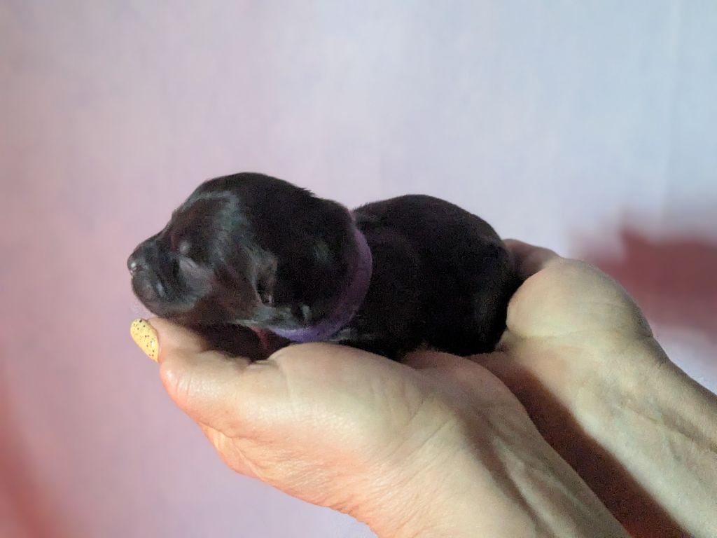 of the marjohrita - Chiots disponibles - Berger Australien