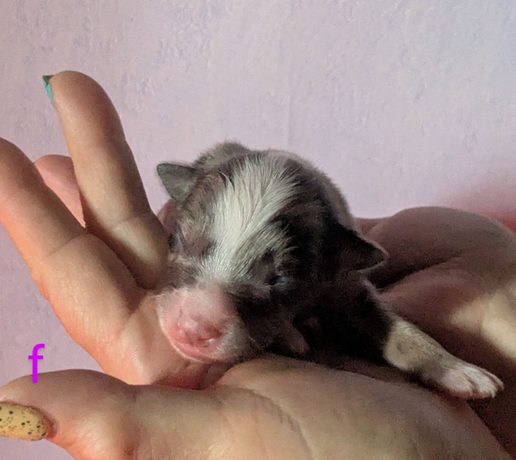of the marjohrita - Chiots disponibles - Berger Australien