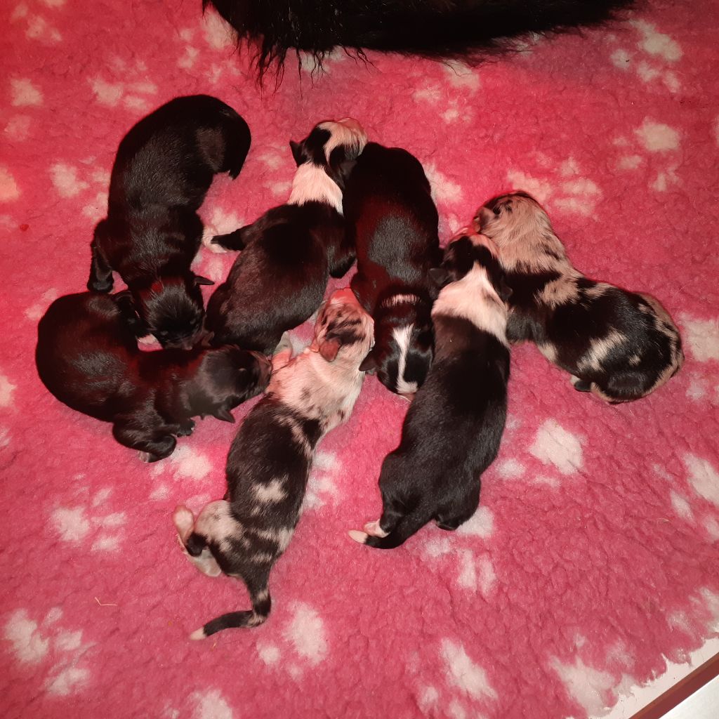 of the marjohrita - Berger Australien - Portée née le 28/02/2019