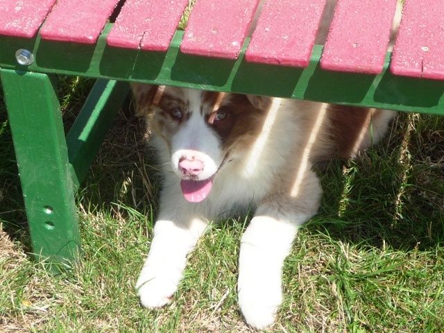 Chiot Berger Australien of the marjohrita