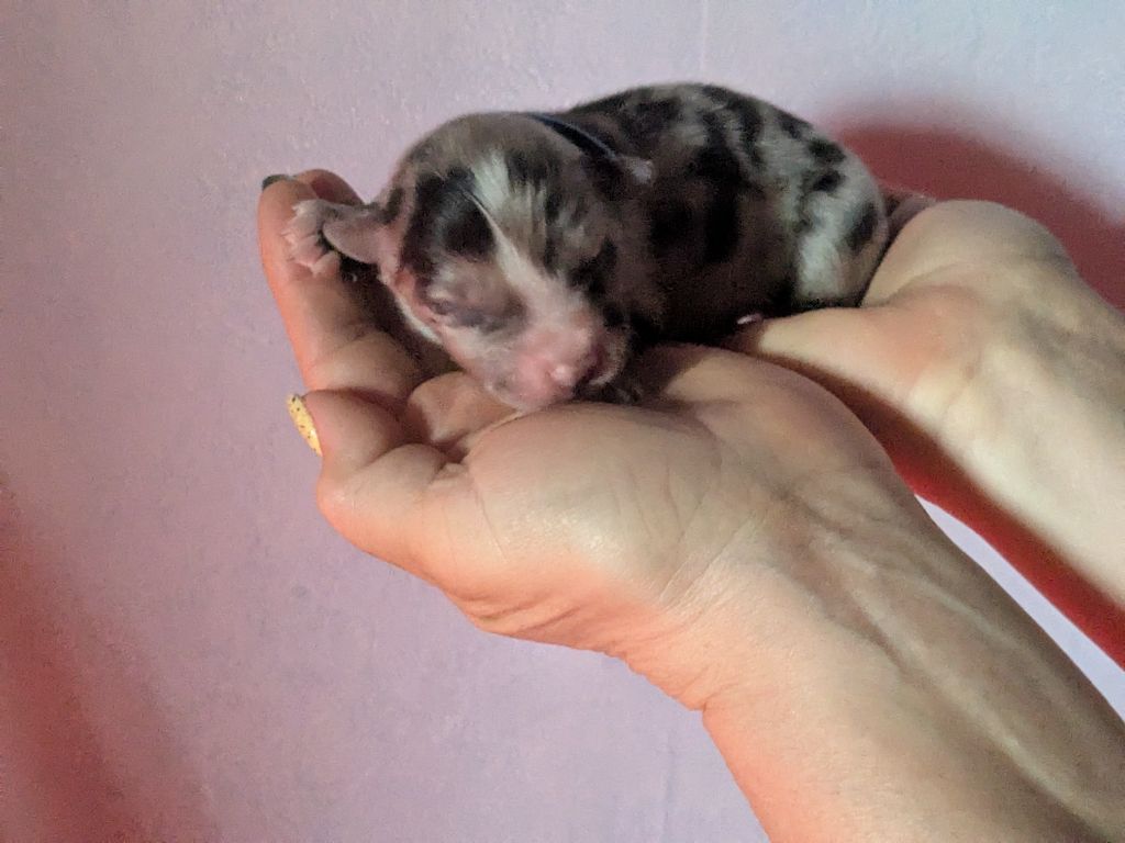 of the marjohrita - Chiots disponibles - Berger Australien
