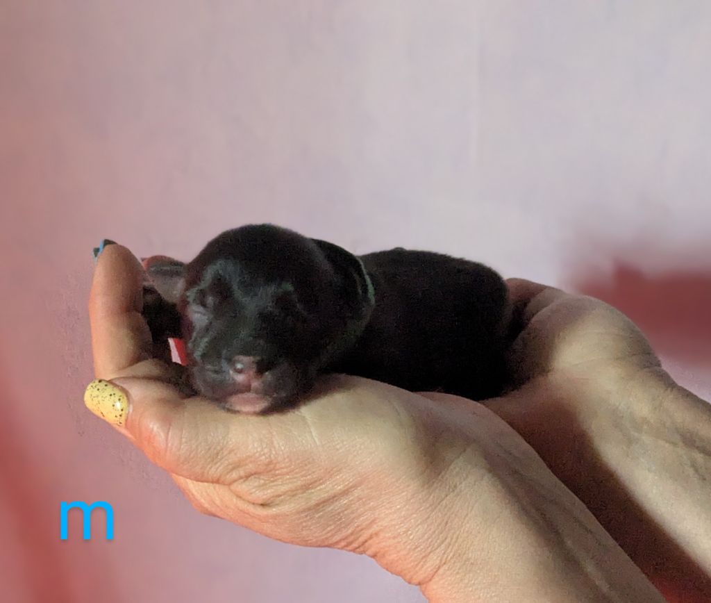 of the marjohrita - Chiots disponibles - Berger Australien
